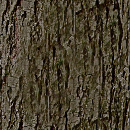 Bosque arbol05 bark