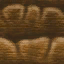 Arbol palmera bark