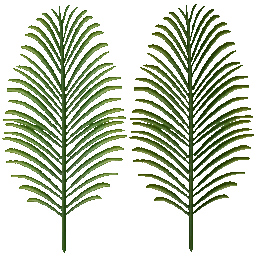 Palmera hojas