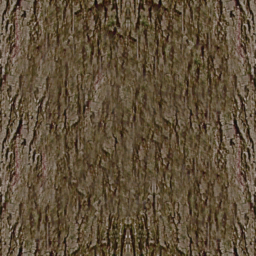 Tronco arbol bosque