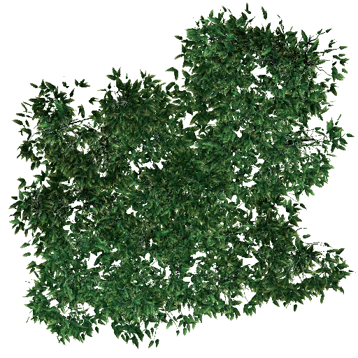 Pantano arbol ramas