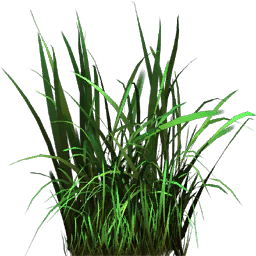 Bosque pastizal 01 2