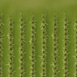 Desierto cactus3