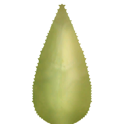 Desierto cactus03