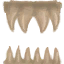 Npc oso dientes