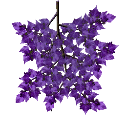 Arbusto violeta
