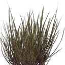 Desierto pastizal 01 2
