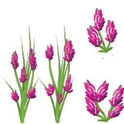 Flor violeta