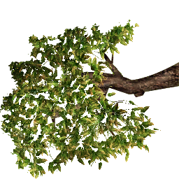 Arbol casa elfica