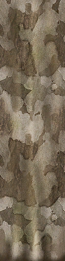 Tronco pantano2