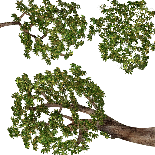 Ramas bosque