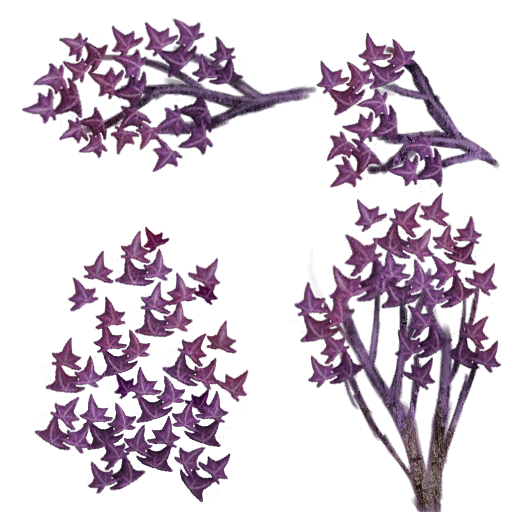 Arbusto violeta