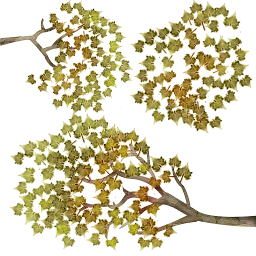 Arbol amarillo nuevo