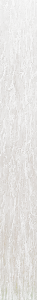 Pinos tronco largo