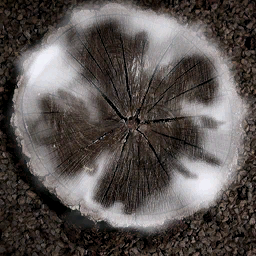 Muelle alsius troncos caps