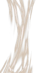 Ignis cueva escarabajo baba