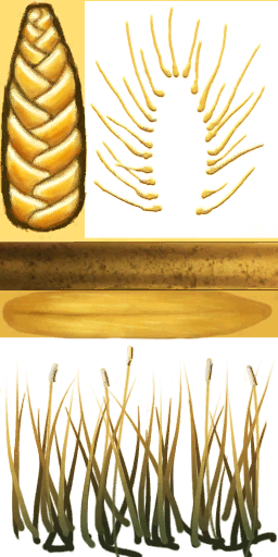 Syrtis trigo