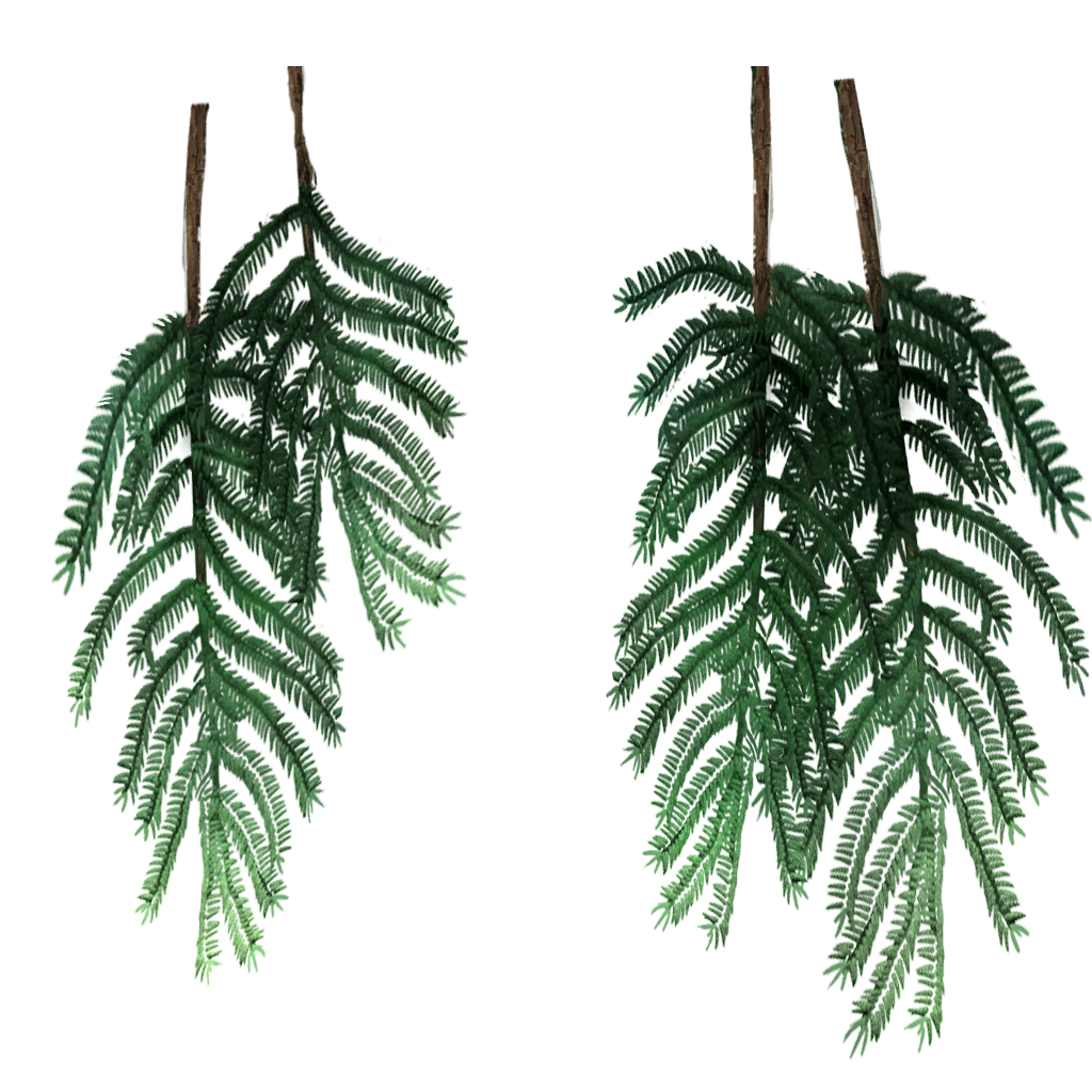 Alsius pine