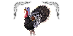 Header premium turkey