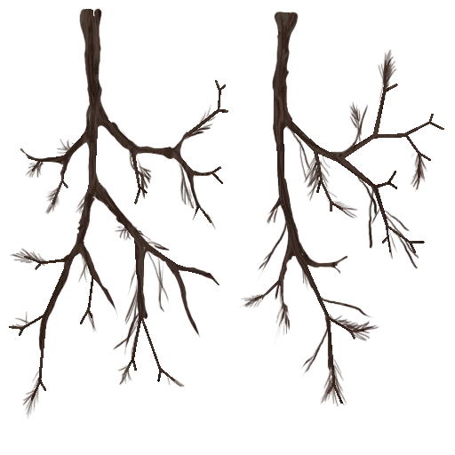 Desierto arbol01 ramas
