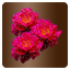 Icon item quest zul nah flowers