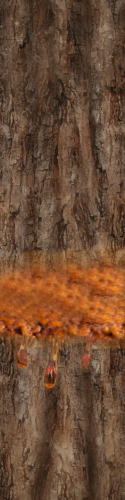 Tree stump sap drops