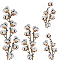Cotton plant