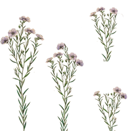 Flax plant