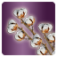 Icon item cotton bolls