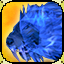 Icon premium mount lion spectral blue