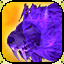 Icon premium mount lion spectral purple