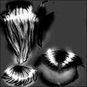 Hair esquelia female B S