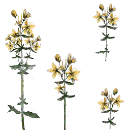 Hyperia plant