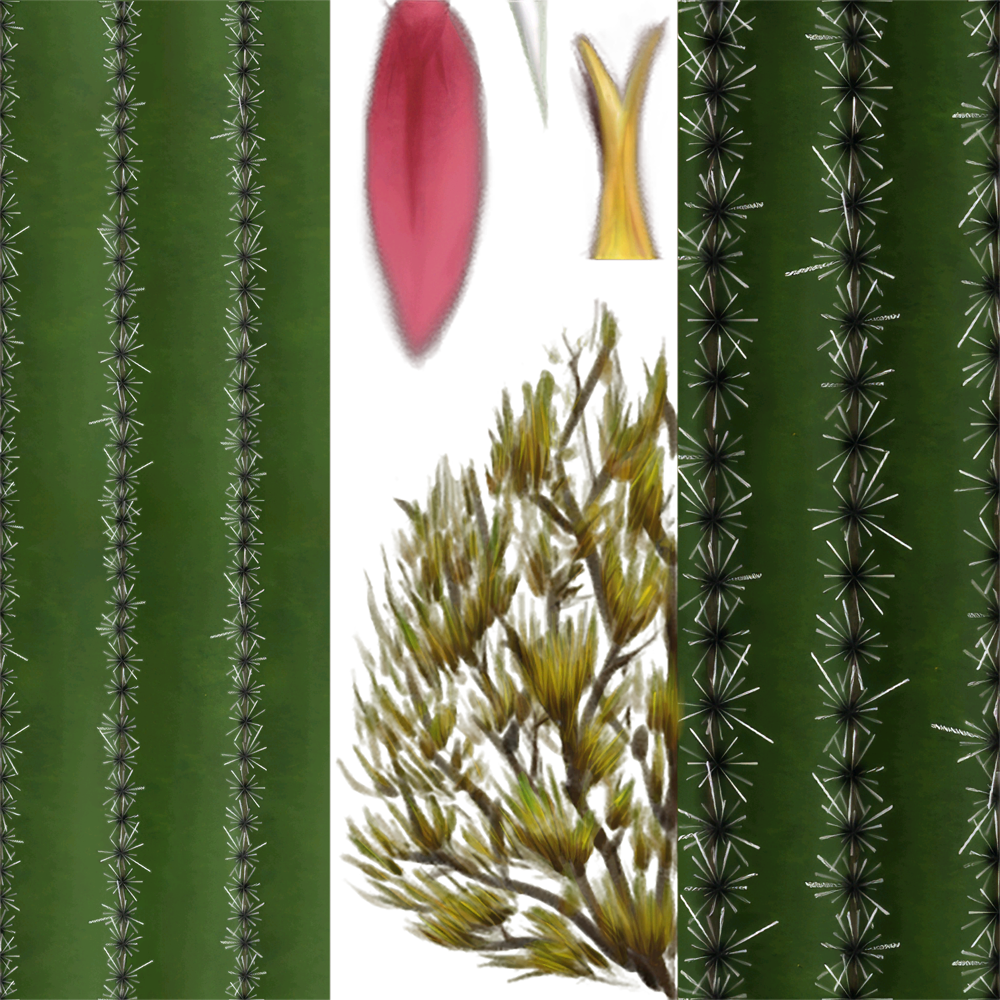 Desierto cactus(flor) grande 2048