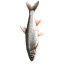 Fishing hole fish pfx