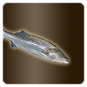 Icon item quest fish striped bass