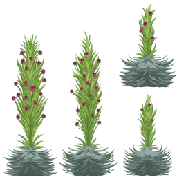 Silversword flower DM