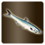 Icon item quest fish anchovy